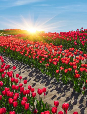 Foto de Tulipanes rojos en hileras curvas en el Noordoostpolder, Países Bajos - Imagen libre de derechos
