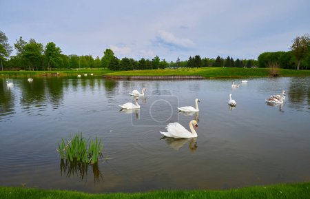 Une scène sereine avec de nombreux cygnes nageant gracieusement sur un lac artificiel, entouré d'une pelouse verte luxuriante au milieu d'un champ