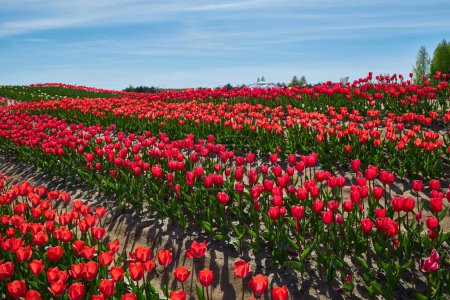 Téléchargez les photos : Groupe de tulipes rouges dans le parc. Paysage printanier. - en image libre de droit