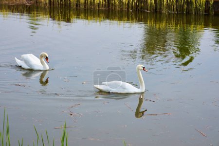 A serene scene with numerous swans gracefully swimming on an artificial lake, surrounded by a lush green lawn in the midst of a field