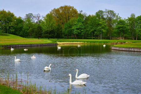 Téléchargez les photos : Une scène sereine avec de nombreux cygnes nageant gracieusement sur un lac artificiel, entouré d'une pelouse verte luxuriante au milieu d'un champ - en image libre de droit