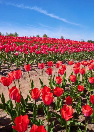 Téléchargez les photos : Champ de tulipes rouges en Provence au printemps. Coucher de soleil. Ciel nuageux. Photo verticale. - en image libre de droit