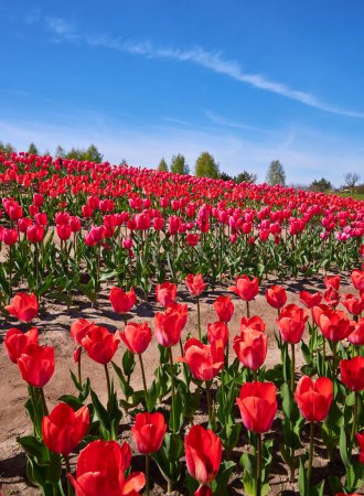 Foto de Flores de tulipán. Muchos tulipanes rojos florecen en el jardín. Vista vertical - Imagen libre de derechos