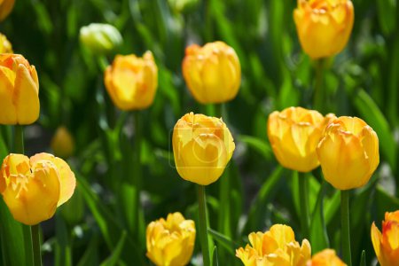 Téléchargez les photos : Tulipes jaunes fleurissant au printemps, fond de fleur de bokeh, carte florale pastel et douce, mise au point sélective - en image libre de droit