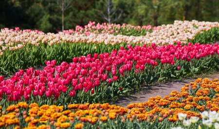 Téléchargez les photos : Lit de fleurs avec des tulipes colorées. Fleurs de tulipes. Fleurs de tulipes dans le parc en fleurs. - en image libre de droit