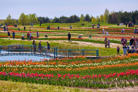 Téléchargez les photos : Lit de fleurs avec des tulipes colorées. Fleurs de tulipes. Fleurs de tulipes dans le parc en fleurs. - en image libre de droit
