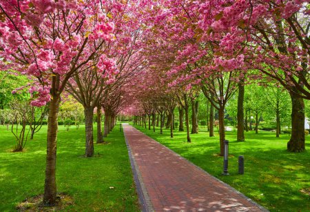 A tranquil haven in spring, an enchanting alley adorned with cherry blossoms, creating a serene tunnel of nature's delicate beauty.