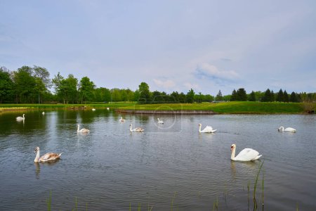 A serene scene with numerous swans gracefully swimming on an artificial lake, surrounded by a lush green lawn in the midst of a field