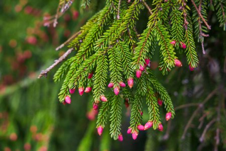 Photo for Spruce blossom. Small bright pink color young coniferous flowers or cones growing on fir-tree brushes - Royalty Free Image