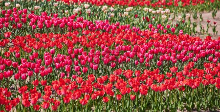 Photo for Group of red tulips in the park. Spring landscape. - Royalty Free Image