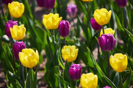 Foto de Tulipanes brillantes amarillos y morados floreciendo en primavera. - Imagen libre de derechos