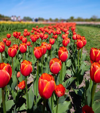 Foto de Campo de tulipanes rojos en Provenza en primavera. Puesta de sol. Cielo nublado. Foto vertical. - Imagen libre de derechos