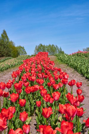 Téléchargez les photos : Champ de tulipes rouges en Provence au printemps. Coucher de soleil. Ciel nuageux. Photo verticale. - en image libre de droit