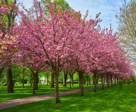 A scenic park with a long alley of blooming cherry blossoms, forming a beautiful tunnel with trees on both sides