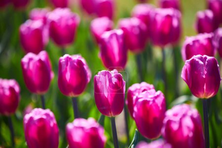 Foto de Triunfo tulipanes Tulipa Purple Flor de la bandera en un jardín en abril - Imagen libre de derechos