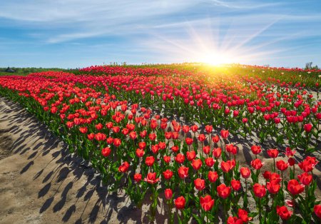 Red tulips in curvy rows in the Noordoostpolder , Netherlands