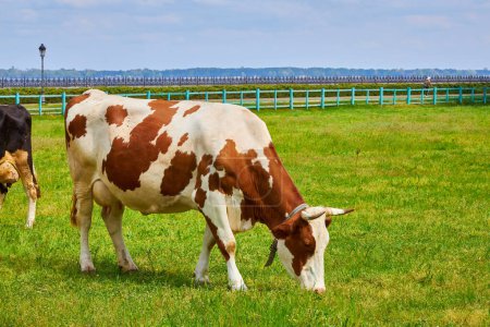 Vacas pastando pacíficamente en un prado soleado en una granja serena, disfrutando de la exuberante vegetación y creando una escena de tranquilidad rural