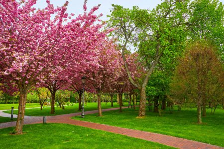 Foto de Un parque pintoresco con un largo callejón de flores de cerezo en flor, formando un hermoso túnel con árboles a ambos lados - Imagen libre de derechos