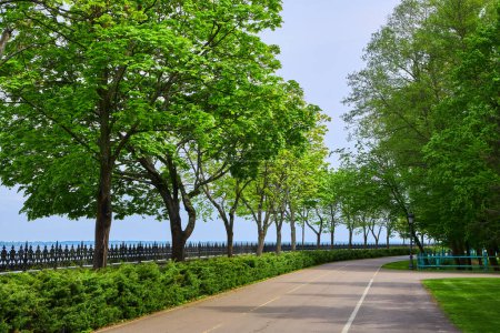 Téléchargez les photos : Petite rue avec tronc d'arbres le long du chemin, Vue paysage d'été avec une rangée d'arbres des deux côtés de la route - en image libre de droit