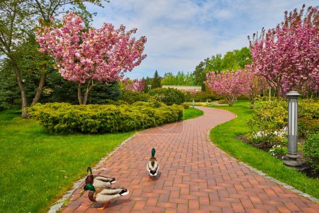Three ducks casually stroll along the park sidewalk, surrounded by lush green lawns and blooming trees, creating a charming scene of urban wildlife in a natural setting