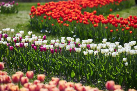 Téléchargez les photos : Rangées de tulipes colorées à la ferme de fleurs au printemps. - en image libre de droit
