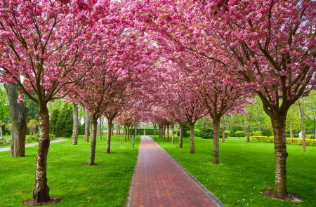 Eine ruhige Oase im Frühling, eine bezaubernde Allee mit Kirschblüten, die einen ruhigen Tunnel der zarten Schönheit der Natur schafft.