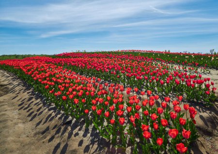 Red tulips in curvy rows in the Noordoostpolder , Netherlands