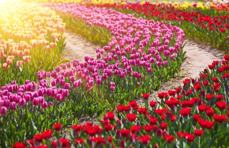 Téléchargez les photos : Rangées de tulipes colorées à la ferme de fleurs au printemps. - en image libre de droit