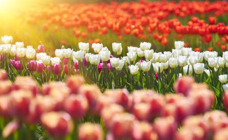 Foto de Florecientes tulipanes Goland. Campo de tulipanes multicolores primer plano como concepto de vacaciones y primavera. Césped con flores con espacio para texto y espacio de copia. Festival del Tulipán en los Países Bajos. - Imagen libre de derechos