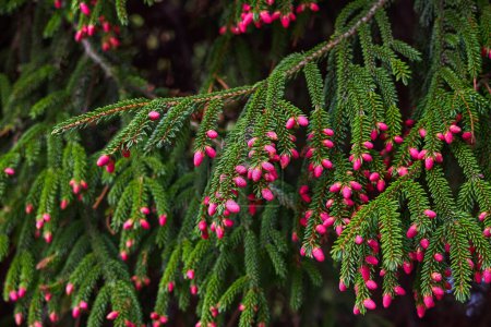 Photo for Spruce blossom. Small bright pink color young coniferous flowers or cones growing on fir-tree brushes - Royalty Free Image