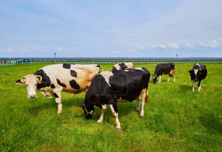 Vaches paissant paisiblement dans une prairie ensoleillée sur une ferme sereine, profitant de la verdure luxuriante et créant une scène de tranquillité rurale