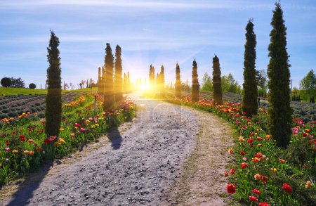 Téléchargez les photos : Une route flanquée de jeunes cyprès et de champs de tulipes en fleurs, créant une scène vibrante et pittoresque de beauté naturelle - en image libre de droit