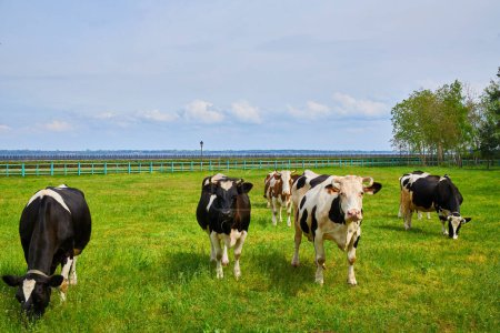 Vacas pastando pacíficamente en un prado soleado en una granja serena, disfrutando de la exuberante vegetación y creando una escena de tranquilidad rural
