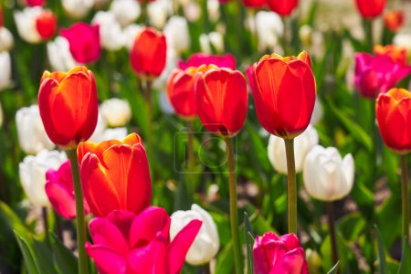 Téléchargez les photos : Fond printanier avec des fleurs de tulipes rouges. beau champ de tulipes en fleurs. Au printemps. bannière, espace de copie - en image libre de droit
