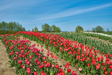 Foto de Grupo de tulipanes rojos en el parque. Paisaje primavera. - Imagen libre de derechos