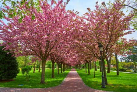 Foto de Un parque pintoresco con un largo callejón de flores de cerezo en flor, formando un hermoso túnel con árboles a ambos lados - Imagen libre de derechos