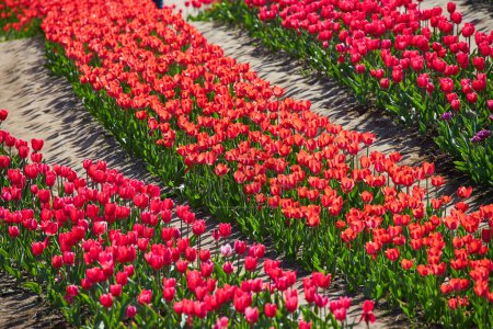 Téléchargez les photos : Champ de tulipes avec des rangées de tulipes de différentes couleurs - en image libre de droit