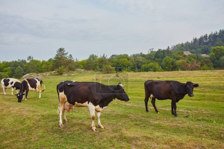 Foto de Una escena pastoral de vacas manchadas pastando en un exuberante prado verde bajo un cielo azul claro. El ambiente tranquilo y sereno del campo es palpable, y uno no puede dejar de sentirse a gusto en este entorno idílico. - Imagen libre de derechos
