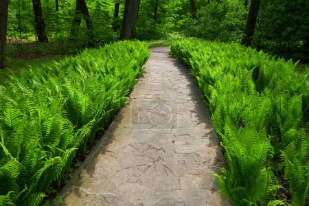 Foto de Un encantador sendero del parque bordeado de exuberantes helechos, creando una pintoresca escena con una vibrante vegetación y un ambiente sereno - Imagen libre de derechos