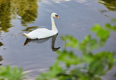 Swan in spring, beautiful waterfowl Swan on the lake in the spring, lake or river with a Swan