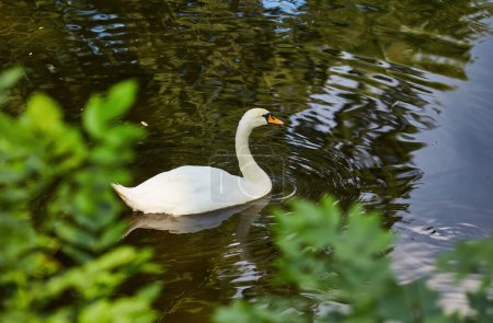 Swimming swan causing beautiful ripples in a pond