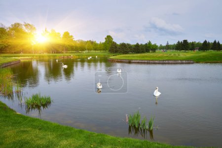Une scène sereine avec de nombreux cygnes nageant gracieusement sur un lac artificiel, entouré d'une pelouse verte luxuriante au milieu d'un champ