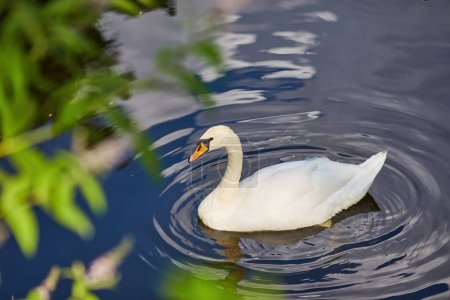 Nadando cisne causando hermosas ondas en un estanque
