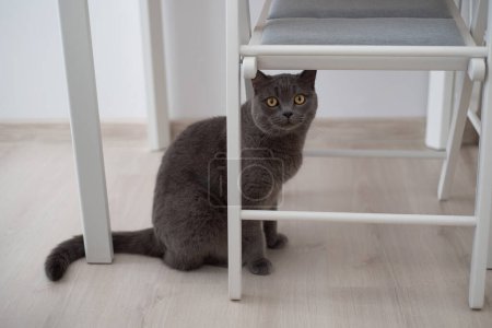 Photo for Cute British shorthair cat is sitting under a table at home - Royalty Free Image