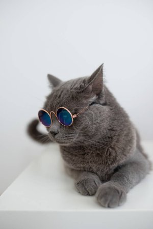 Téléchargez les photos : Adorable chat britannique à poil court portant des lunettes de soleil rondes bleues allongées sur une table blanche - en image libre de droit