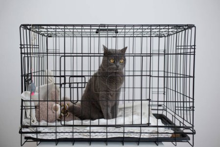 Téléchargez les photos : Mignon britannique shorthair chat est assis dans une cage avec un regard triste - en image libre de droit