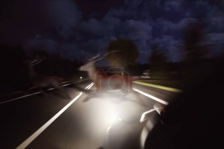 Téléchargez les photos : Running deer across the road in front of the car at night - en image libre de droit
