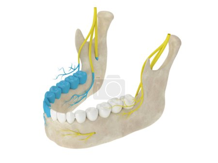 Foto de 3D renderizado de arco mandibular que muestra área del nervio alveolar inferior bloqueada. Tipos de concepto de anestesia dental. - Imagen libre de derechos
