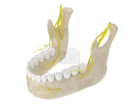 3D renderizado de arco mandibular con nervios aislados sobre fondo blanco
