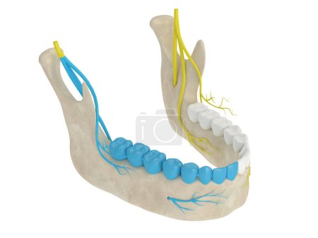 Photo for 3d render of mandibular arch with gow-gates nerve block. Types of dental anesthesia concept. - Royalty Free Image